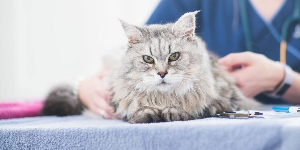 Axe Valley Vets Weston