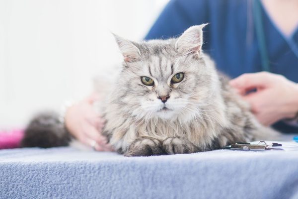 Axe Valley Vets Weston