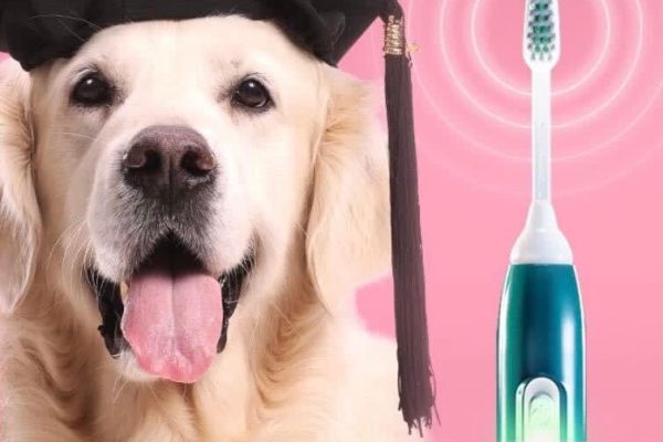 Emmipet – Ultrasonic Doggy Dentals by Diamonddax