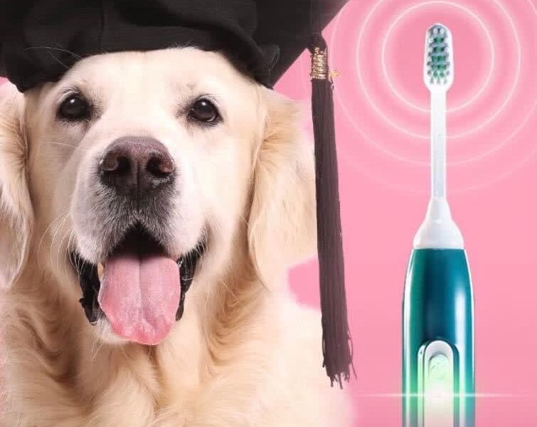 Emmipet – Ultrasonic Doggy Dentals by Diamonddax