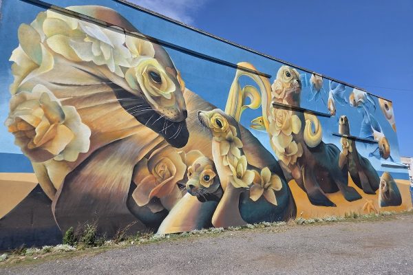 Street art in WSM – Seals