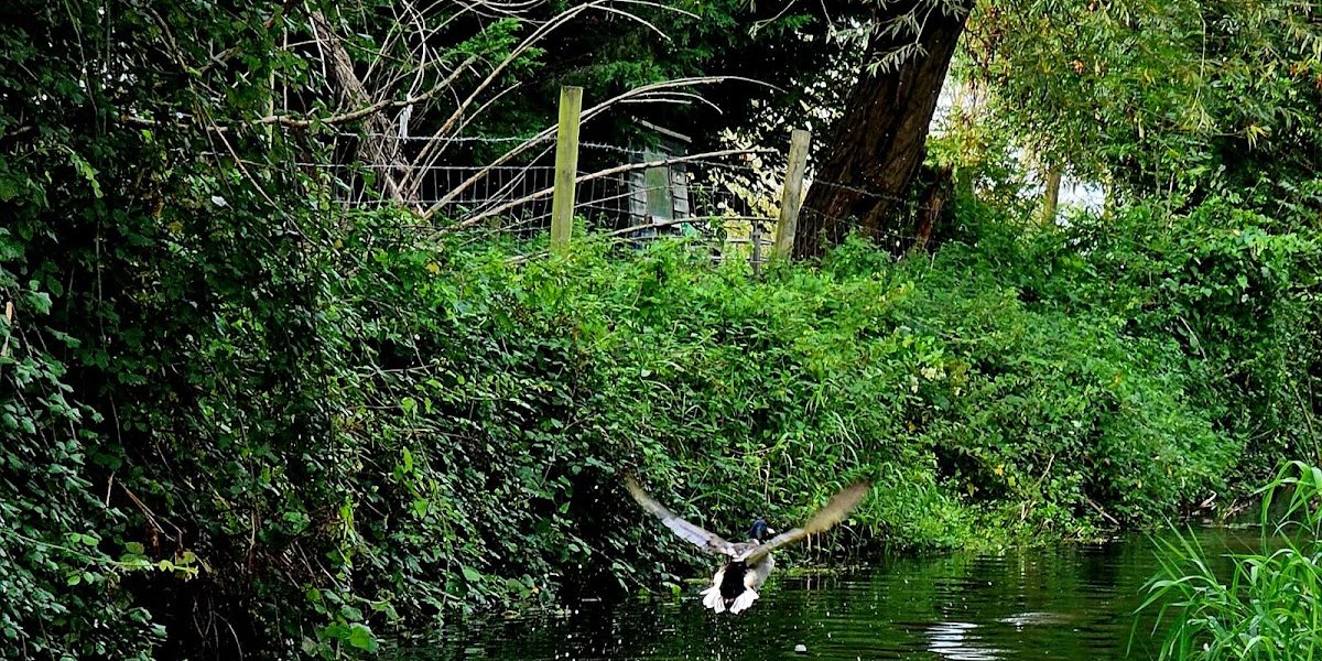 The Bow bridge