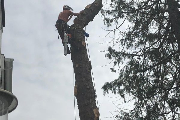Sam Barnett Tree Care