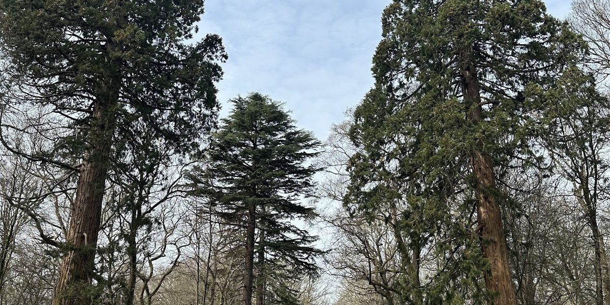 Amfor Arboriculture