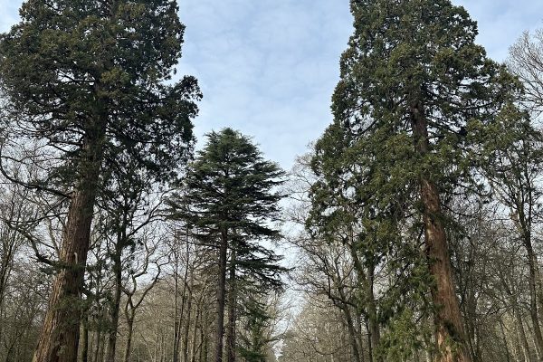Amfor Arboriculture