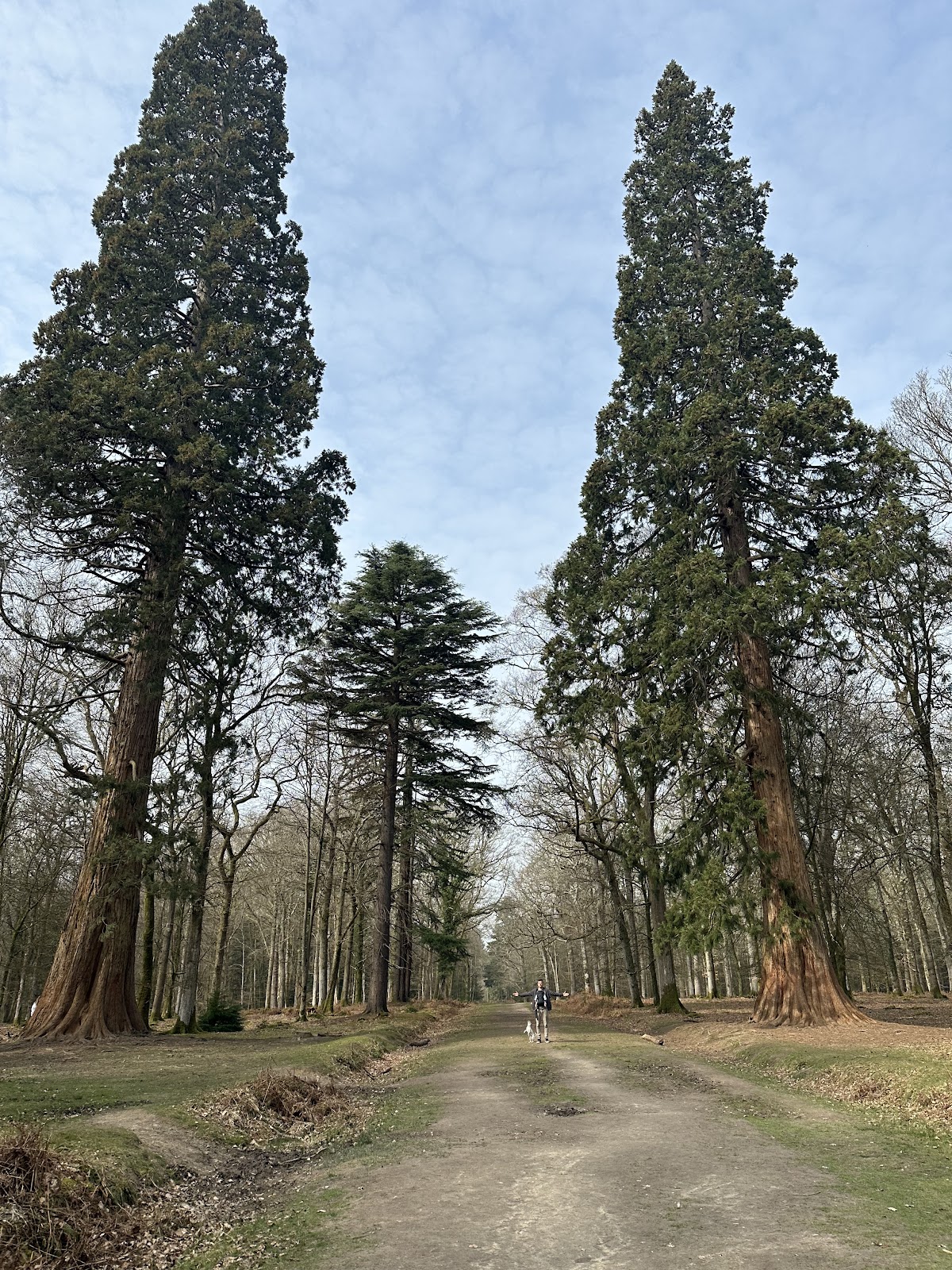 Amfor Arboriculture