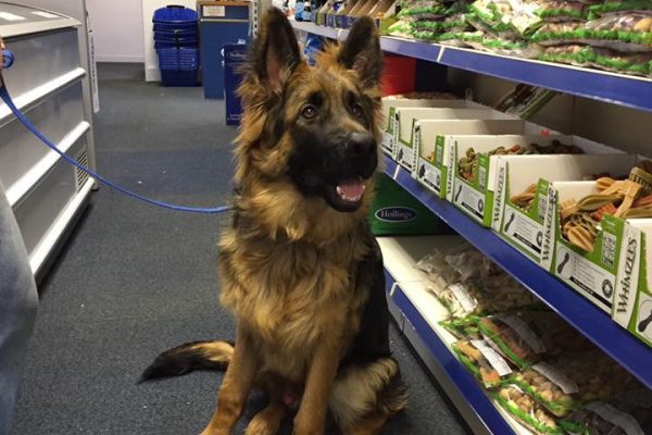 Durham Animal Feeds South