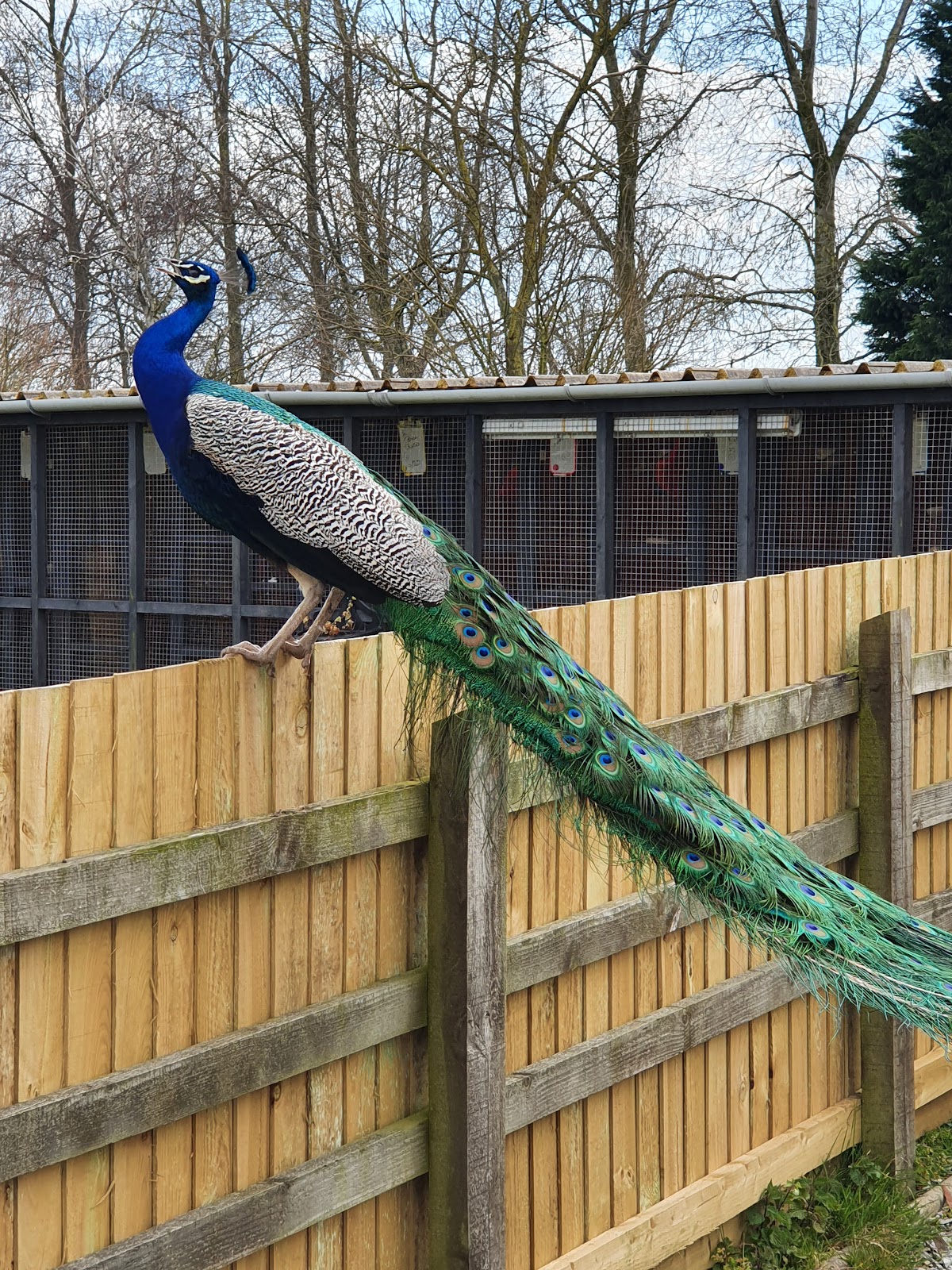 Collum Farm Kennels and cattery