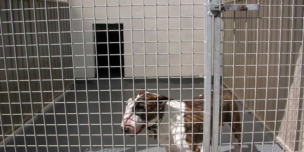Delhorn Boarding Kennels & Cattery