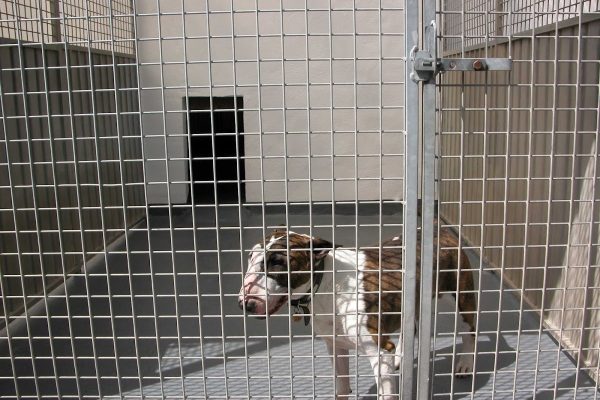 Delhorn Boarding Kennels & Cattery