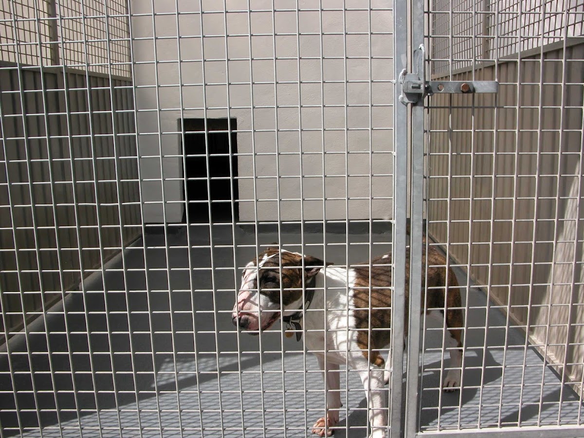 Delhorn Boarding Kennels & Cattery