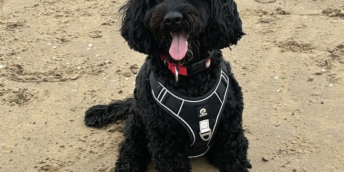 Pawsome Walks 4 Dogs