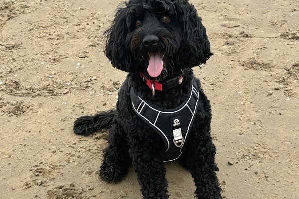 Pawsome Walks 4 Dogs