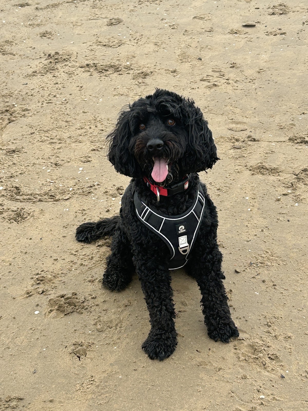Pawsome Walks 4 Dogs