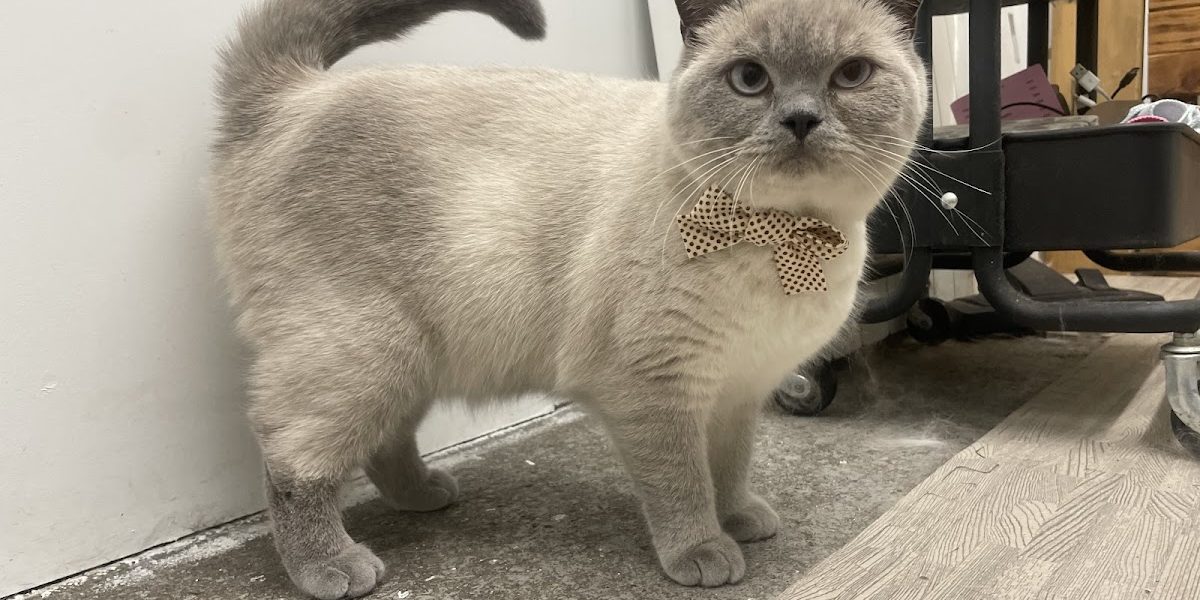 Kayla’s dog and cat grooming