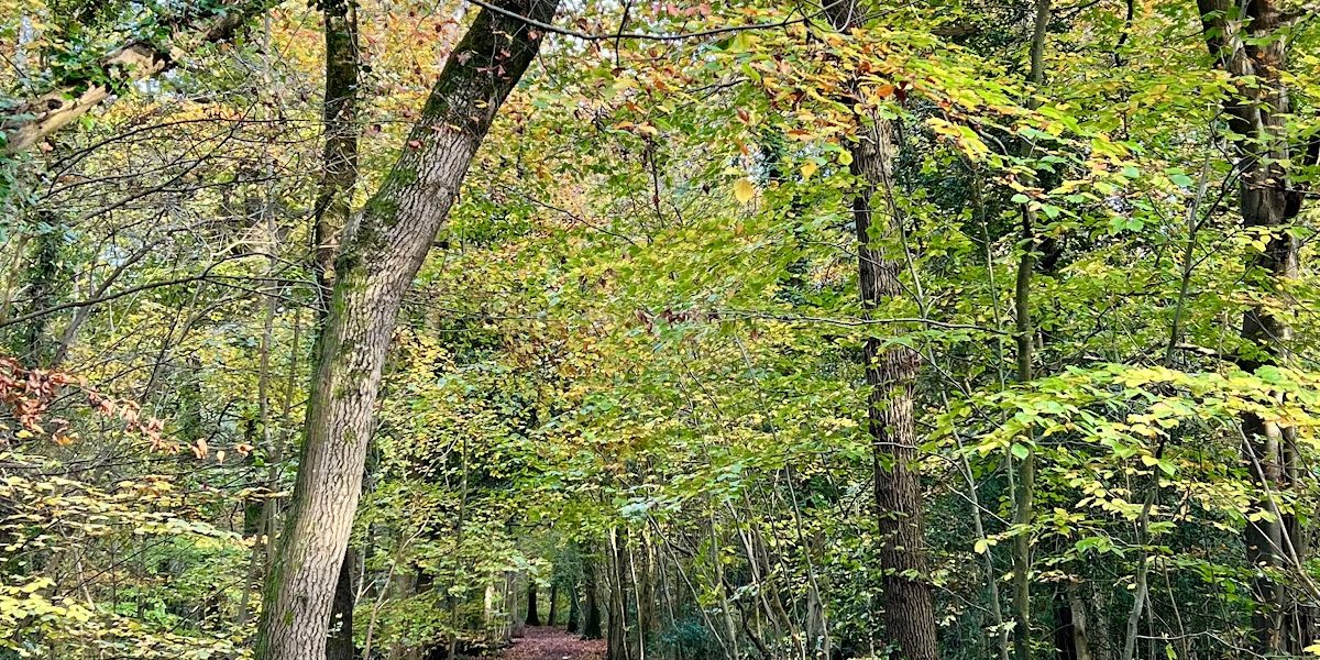 Worlebury Woods