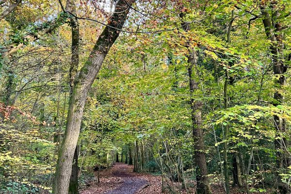 Worlebury Woods