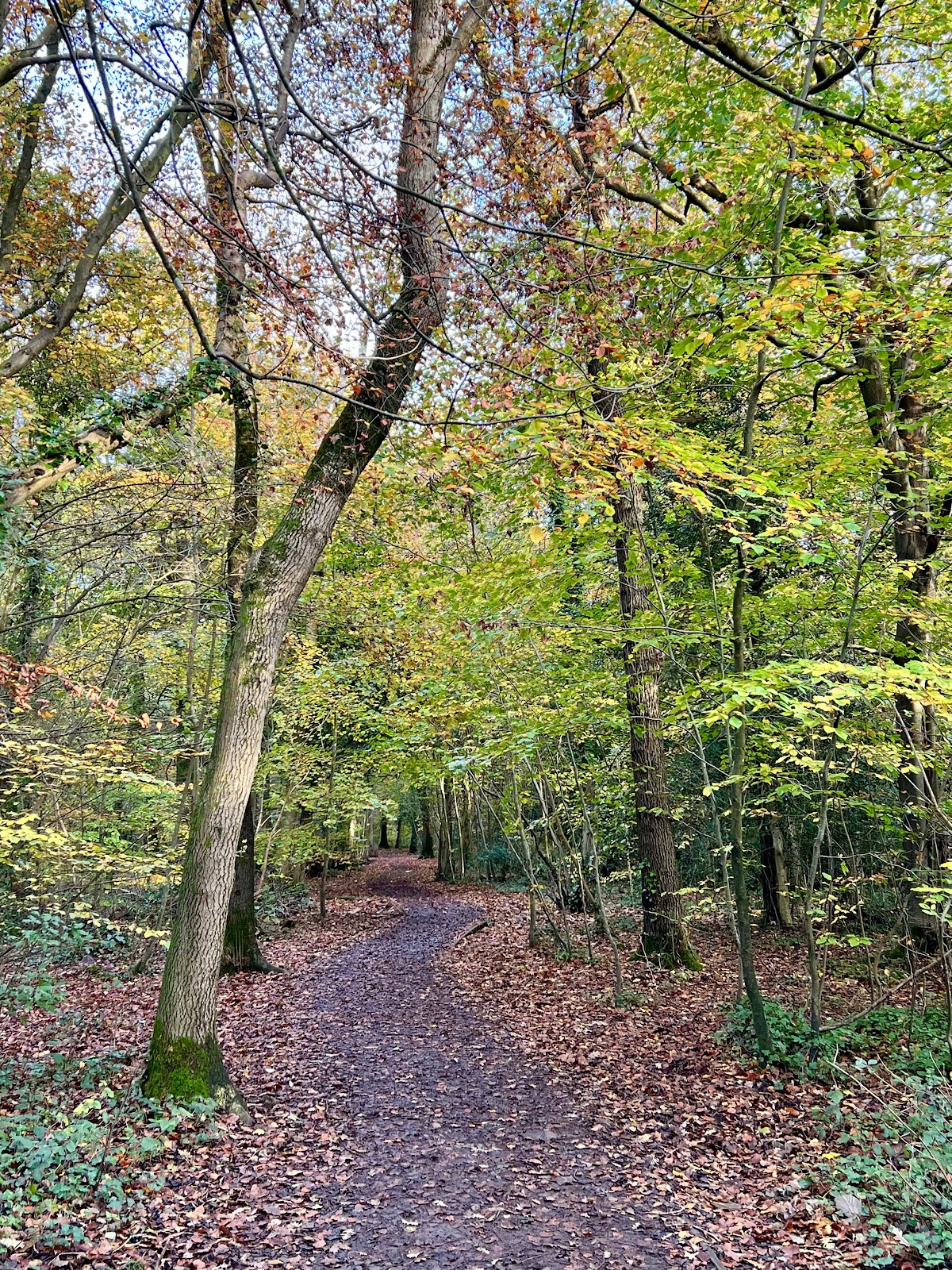 Worlebury Woods