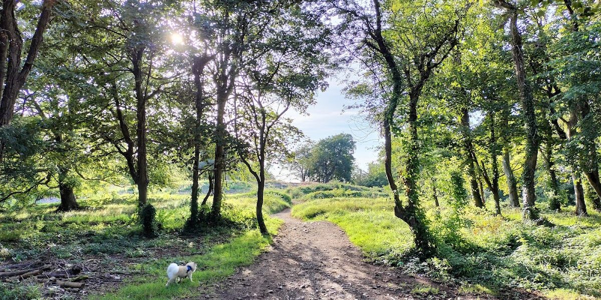 Weston Woods