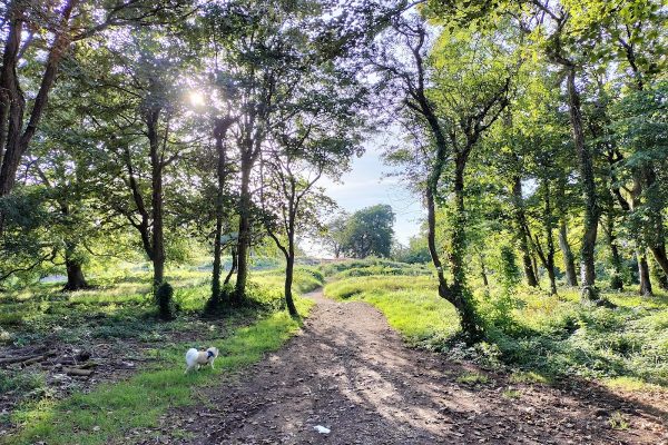 Weston Woods