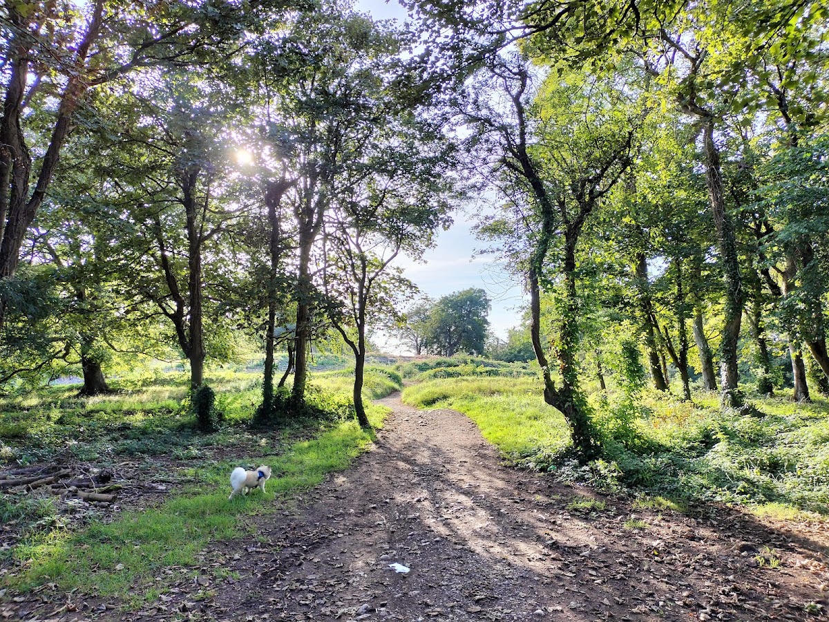 Weston Woods