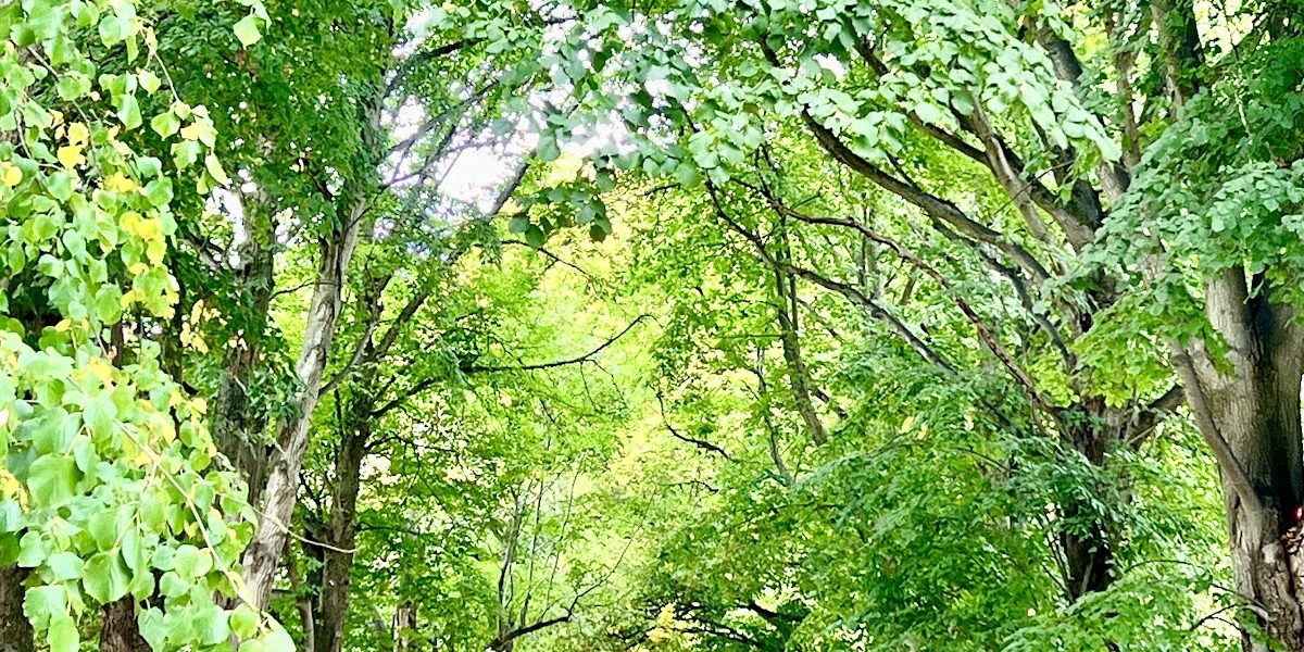 Ashcombe Park