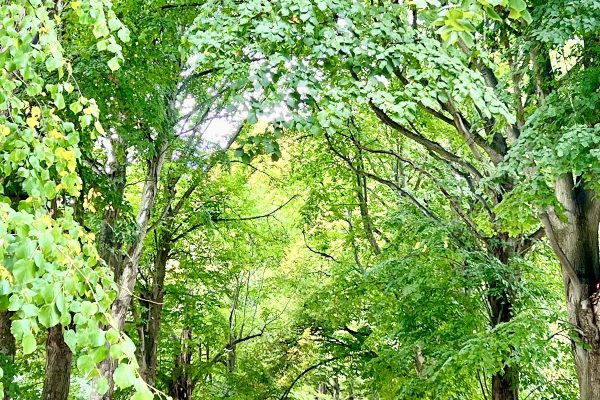 Ashcombe Park