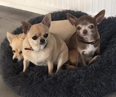 TheGoodDogsLife, HOME Boarding for Small Dogs Only