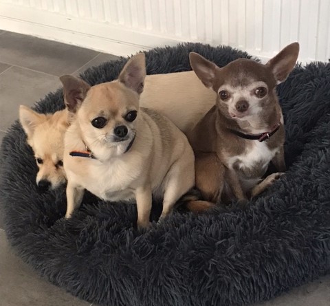 TheGoodDogsLife, HOME Boarding for Small Dogs Only