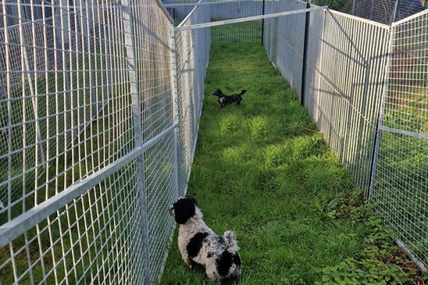Highfield Kennels