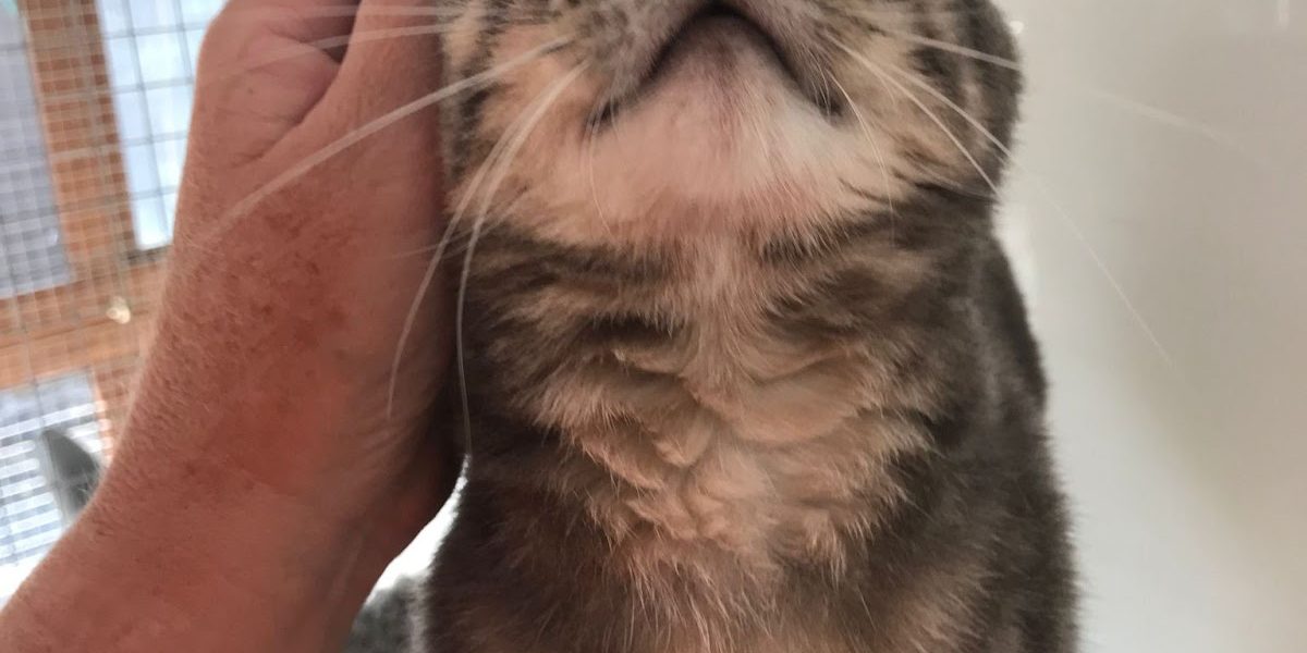 Riverside Cattery
