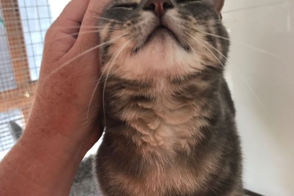 Riverside Cattery