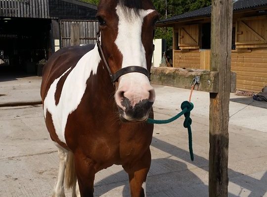 Lisa Oleksiewicz – Equine Physical Therapy and Bodywork