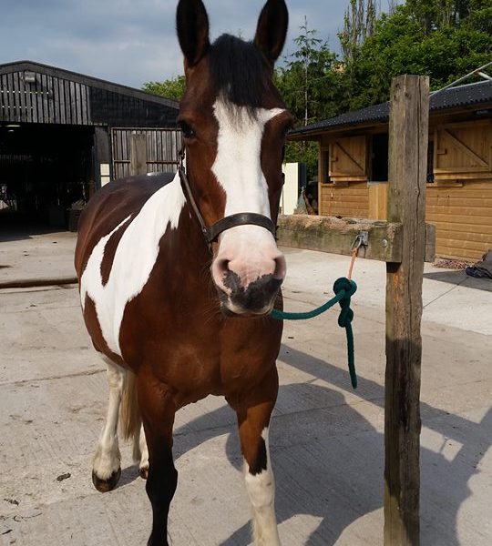 Lisa Oleksiewicz – Equine Physical Therapy and Bodywork