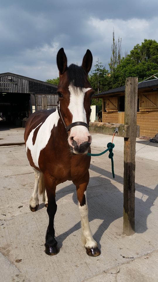 Lisa Oleksiewicz – Equine Physical Therapy and Bodywork