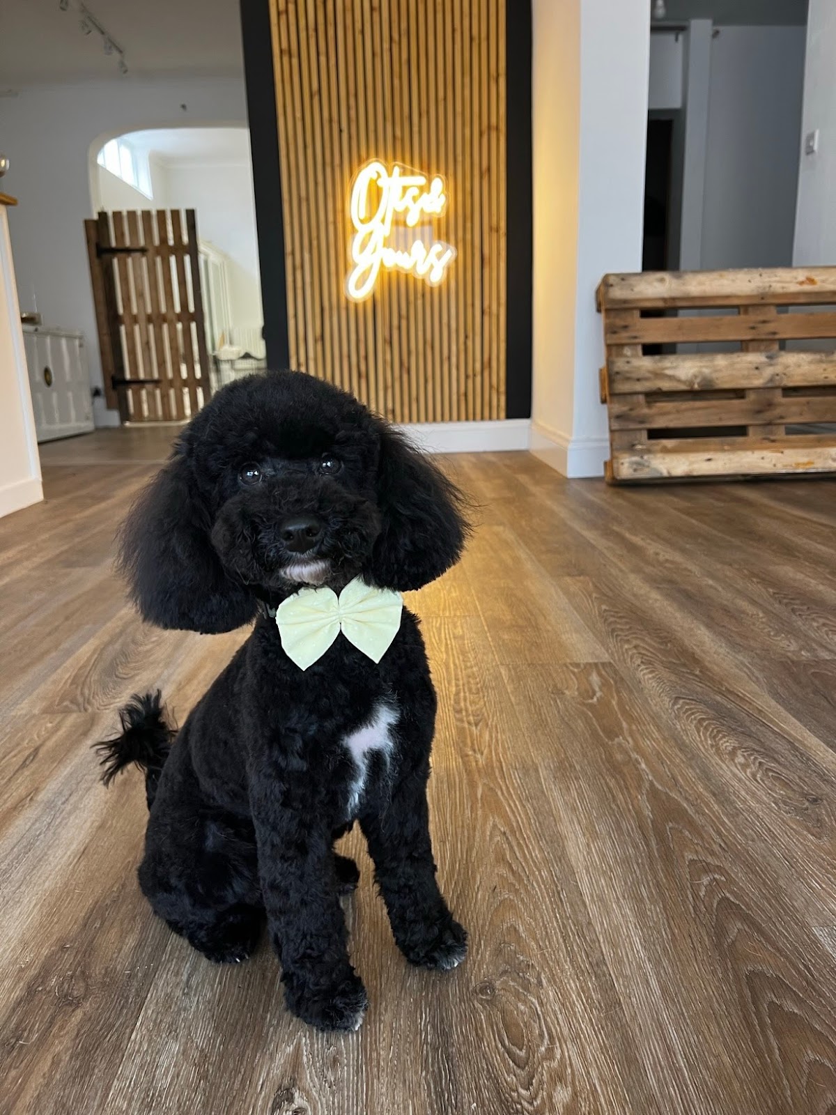 Otis & Yours