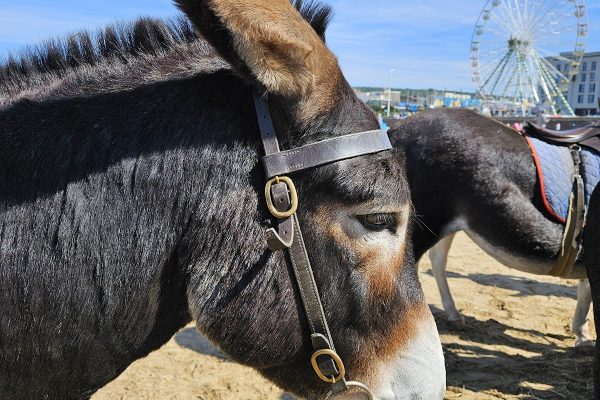 Weston Donkey Rides