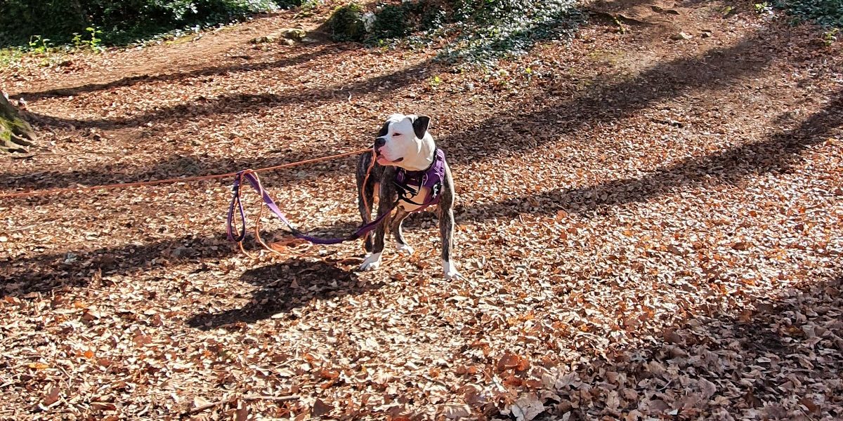 Trails Weston