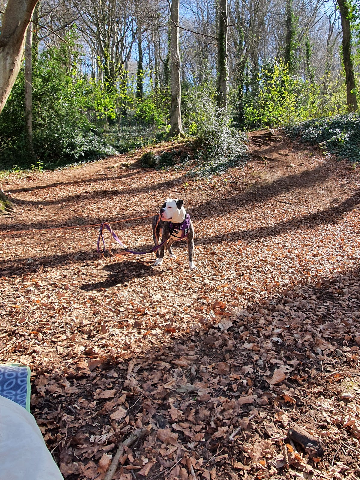 Trails Weston