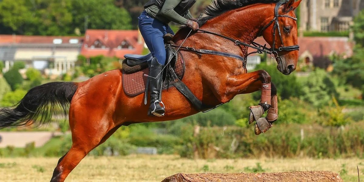 Hill Top Equestrian – Coaching & Livery