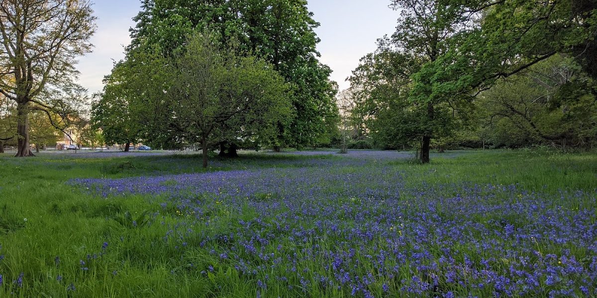Bluebell Woods