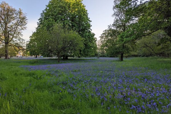 Bluebell Woods