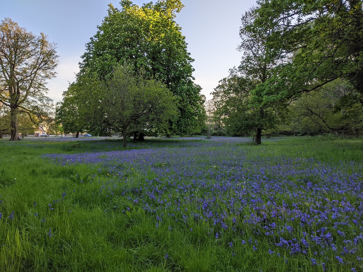 Bluebell Woods