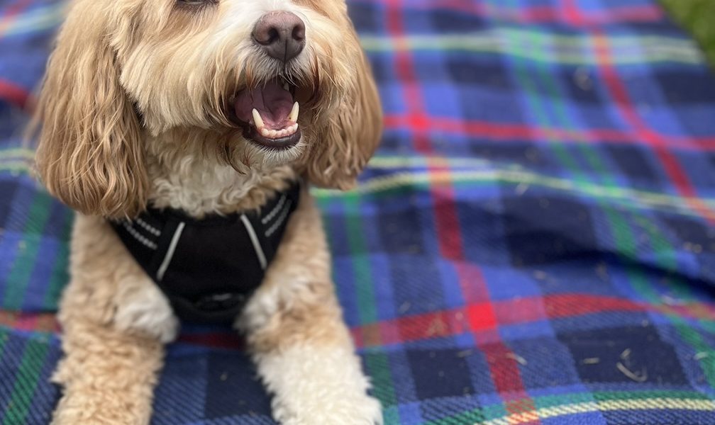 Puppy Playcation Ltd