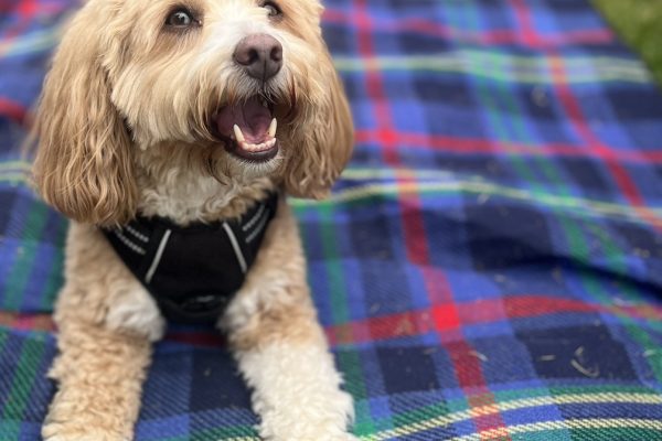 Puppy Playcation Ltd