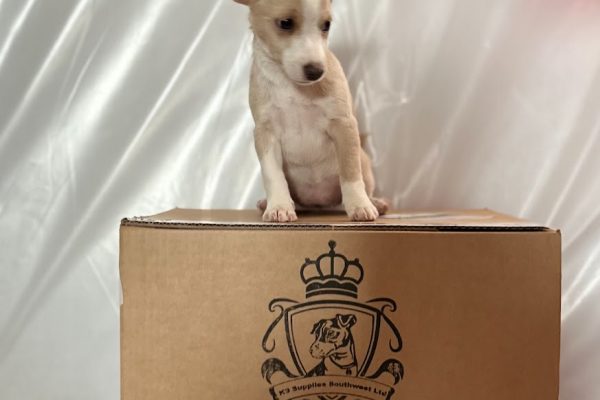K9 Supplies Southwest Ltd