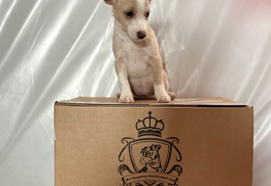 K9 Supplies Southwest Ltd
