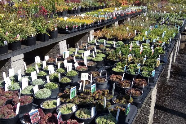 Elmsley Nursery