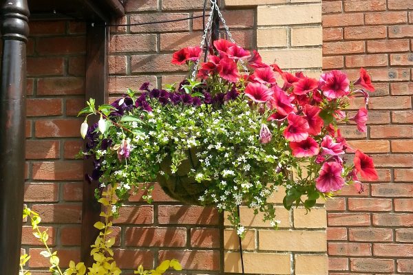 Woodspring Nursery