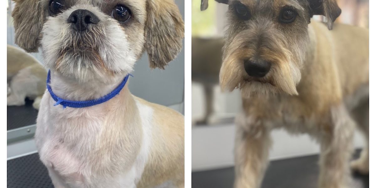 Glamorous Groomers